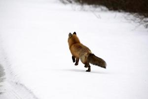 zorro rojo en invierno foto