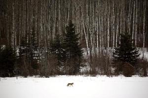 Coyote on frozen pond photo