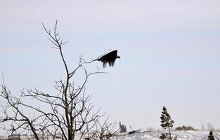 Golden Eagle taking flight from tree photo