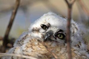 gran mochuelo cornudo en nido en saskatchewan foto