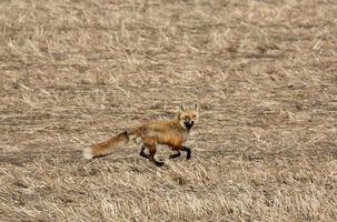 Red Fox running in Saskatchewan field photo