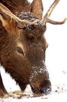 Elk in Winter Canada photo