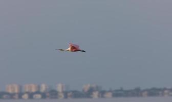 Rosette Spoonbill flying over Florida waters photo