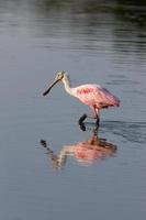 Rosette Spoonbill feeding in Florida waters photo