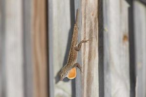 Lizard on Florida fence photo
