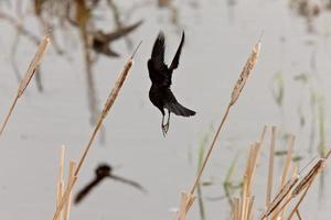 cuervo en vuelo foto