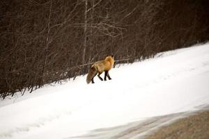 Red Fox in winter photo