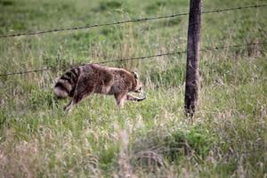 Scurrying raccoon in Saskatchewan photo