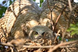 Great Horned Owlet spreading its wings in nest photo
