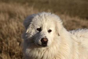 A big white farm dog in early spring photo