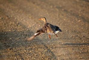 Female Northern Shoveler flying up from a country road photo
