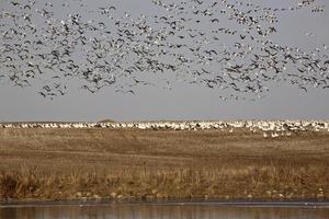 Flock of snow geese on stubble field photo