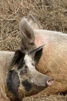 Two pigs in roadside ditch photo