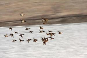 Mallard drakes in flight over Buffalo Pound Lake photo