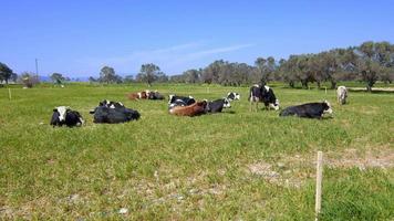 cows est une superbe vidéo de stock composée de séquences de vaches allongées sur l'herbe verte.