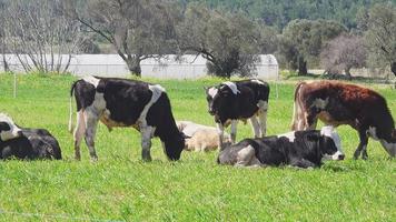 Cows is an awesome stock video that consists of footage of some cows lying on the green grass.