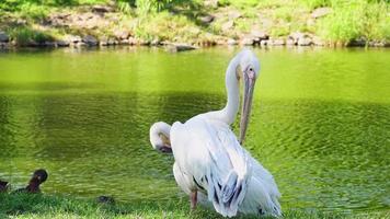 pelicanos cuidando do lago. aliciamento de pelicanos brancos. este vídeo mostra um pelicano branco se arrumando com o bico na frente de um lago cheio de patos. video