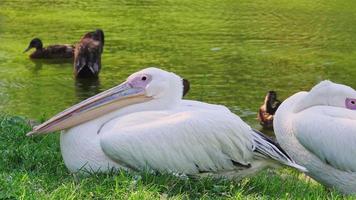 pelicanos cuidando do lago. aliciamento de pelicanos brancos. este vídeo mostra um pelicano branco se arrumando com o bico na frente de um lago cheio de patos. video