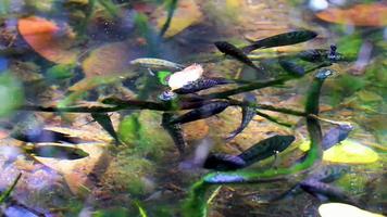 peces y vida marina en estanque sumidero agua naturaleza mexico. video