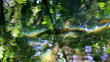 peces y vida marina en estanque sumidero agua naturaleza mexico. video