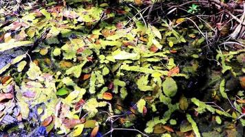 feuillage vert boue de mucus dans l'eau de puisard de l'étang nature mexique. video
