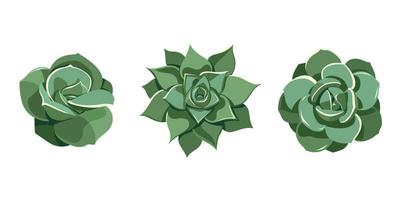 Succulent set green echeveria, Lovely Rose, Laui, agavoides. Hand drawn plant in cartoon style. Graphic sketch flower for printing and design. Vector illustration, isolated element on white background