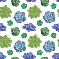 Seamless pattern of colored succulents of Echeveria. Desert flowers in cartoon style for print and design. Floral ornament of indoor plant. Vector illustration, colorful elements on white background.