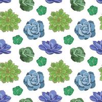 Seamless pattern of colored succulents of Echeveria. Desert flowers in cartoon style for print and design. Floral ornament of indoor plant. Vector illustration, colorful elements on white background.