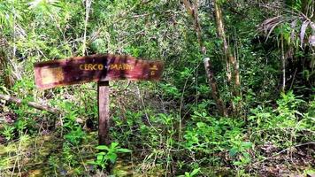 sian ka'an méxico 02 fevereiro de 2022 selva tropical plantas árvores trilhas de caminhada de madeira sian kaan méxico. video