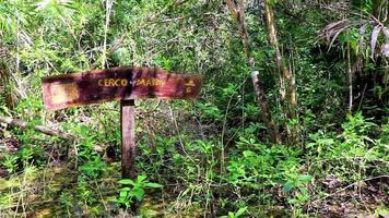 sian ka'an messico 02. febbraio 2022 giungla tropicale piante alberi sentieri in legno sian kaan messico. video