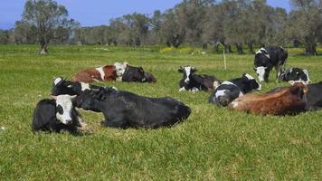 koeien is een geweldige stock video die bestaat uit beelden van enkele koeien die op het groene gras liggen.