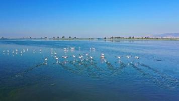 flamingos voadores. este video estoque mostra uma foto aérea de rastreamento de flamingos voando sobre a água.