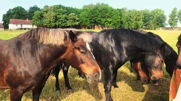 Horses in Zemaitukai stud farm, Naisiai, Lithuania. Old famous european horses breed fought in Lithuania crusade wars VI-VIII century video