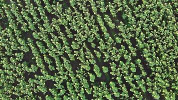 vista aérea estática de cima para baixo colheita campo verde girassóis ao ar livre