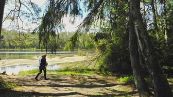 mulher idosa caminha com varas nórdicas à beira do lago na floresta verde sozinha. estilo de vida saudável após o conceito de aposentadoria. video