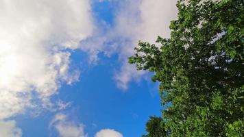 vista estática no céu com nuvens passando no fundo do céu azul e folhas verdes de árvores em movimento movidas pela brisa. conceito abstrato de fundo de espaço em branco deixado