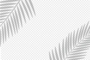 shadows overlay of palm leaf Template for your design vector