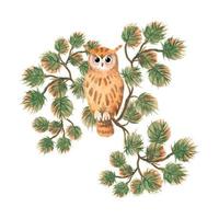 Watercolor Illustration of an Owl Sitting on Branches. vector