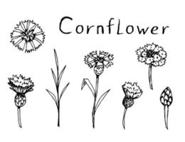 Hand-drawn ink floral vector set. Wildflower cornflower, stem, bud, petal. Field, meadow plants, nature, botany. For prints, stickers, labels. Sketch black outline.