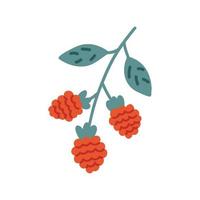 Red raspberry berry vector