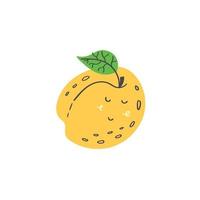 Cute yellow apricot. Vector isolated in hand drawn fruit