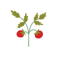 Tomatoes stem vegetable vector