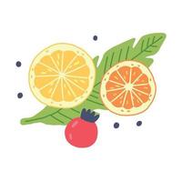 Composition Fruit slices orange lemon hand drawn vector