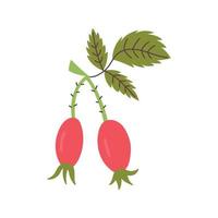 Vector berries rosehip