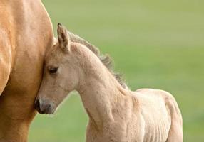Horse and colt photo