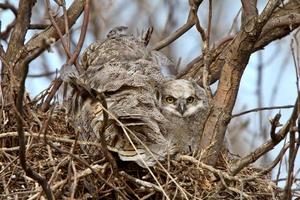 Great Horned Owl adult and and owlet in nest photo