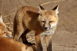 cachorros de zorro rojo fuera de su guarida foto