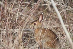 conejo de cola de algodón en manitoba foto