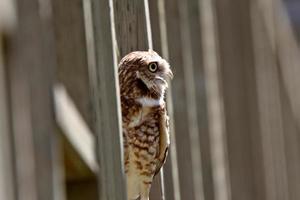 Burrowing Owl perched on fence photo