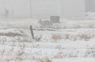 coyote en la niebla ejecutando saskathewan canadá foto